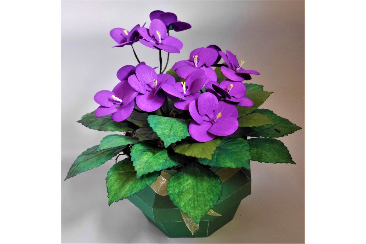 Vibrant African Violets Flower Design